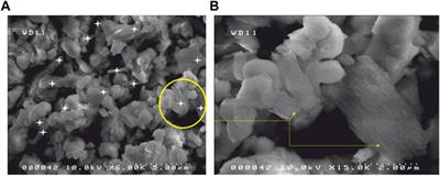 Synthesis by solid route and physicochemical characterizations of blends of calcium orthophosphate powders and mesoporous silicon particles